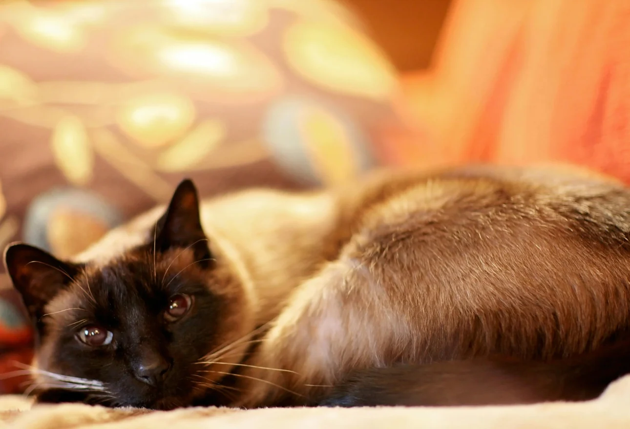 Types of Siamese Cats