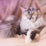 are maine coon cats hypoallergenic