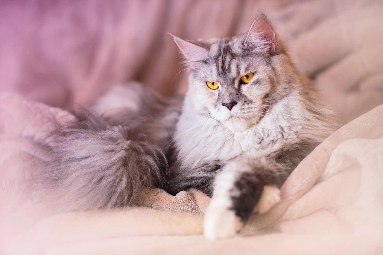 are maine coon cats hypoallergenic