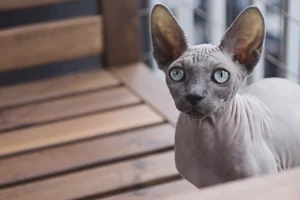 Sphynx Cats