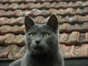 grey and white cat breeds