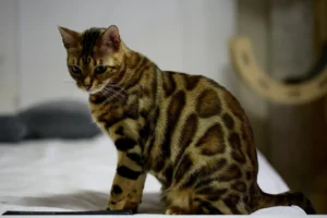 Bengal Cats