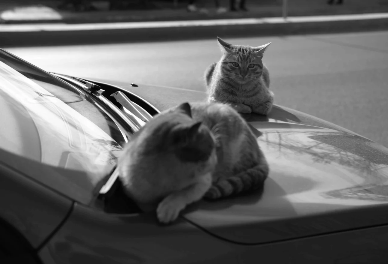 how to keep cats off your car