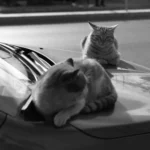 how to keep cats off your car