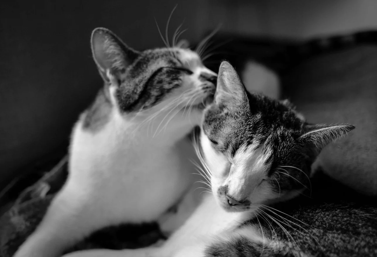 why do cats groom each other