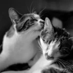 why do cats groom each other