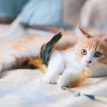 orange cat behavior