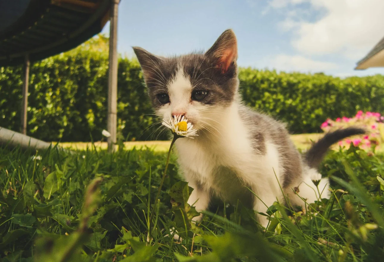 are roses toxic to cats