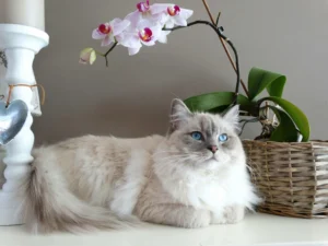 The Most Affectionate Cat Breeds