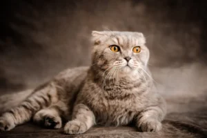 Scottish Fold