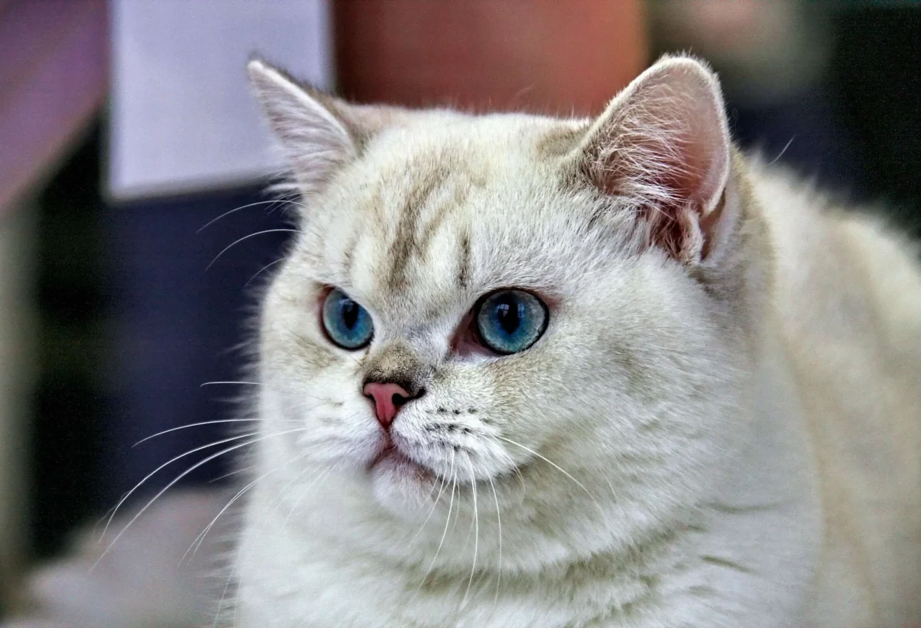 Grey and White Cat Breeds