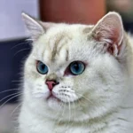 Grey and White Cat Breeds