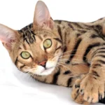 bengal cat breeds with pictures