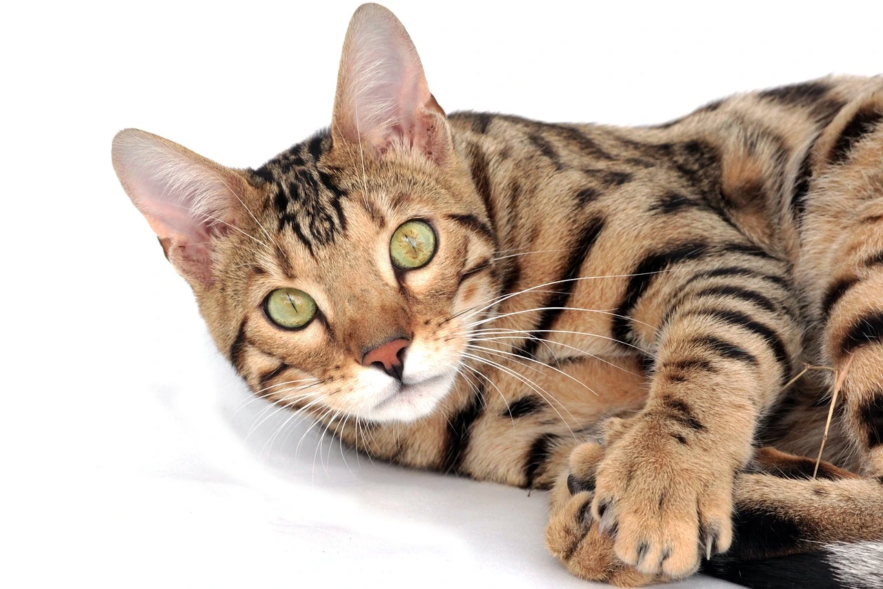 bengal cat breeds with pictures