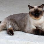 can a birman cat have short hair