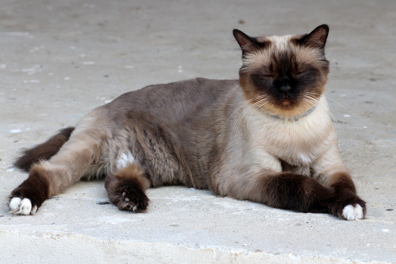 can a birman cat have short hair