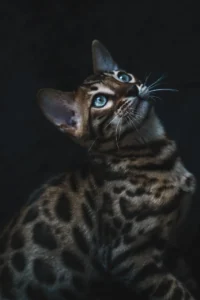 Classic Bengal Cat