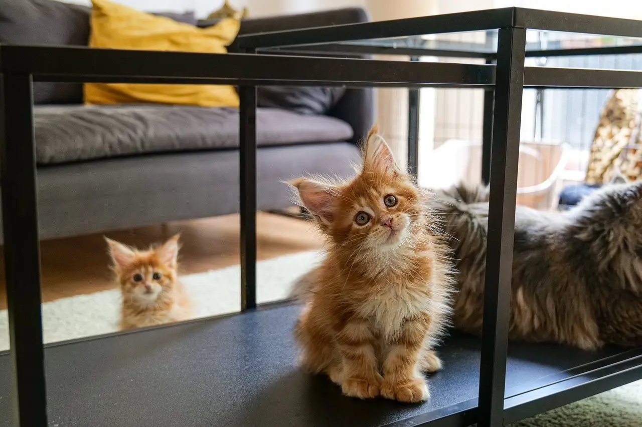 Maine Coon Cat Colors