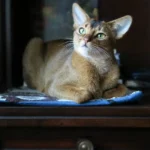 abyssinian cat colors