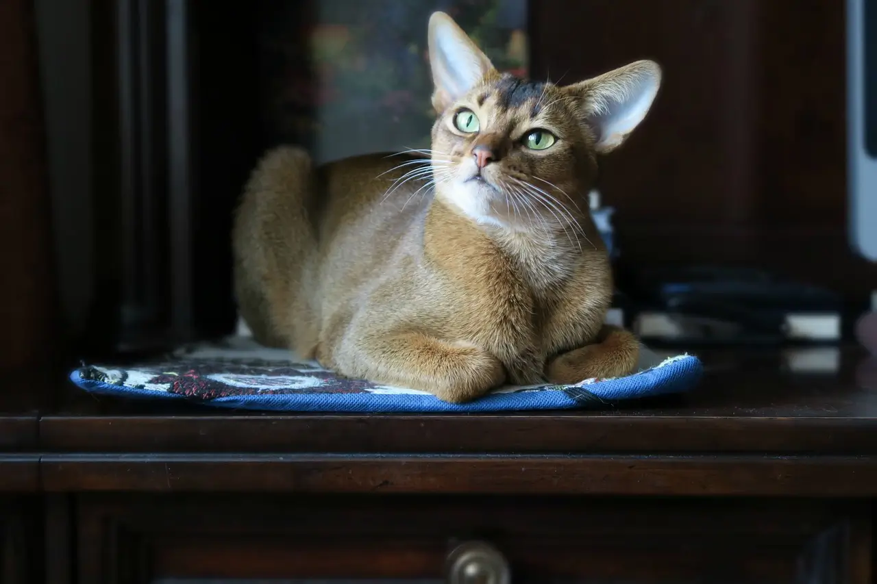 abyssinian cat colors