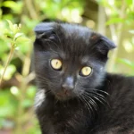 black scottish fold​