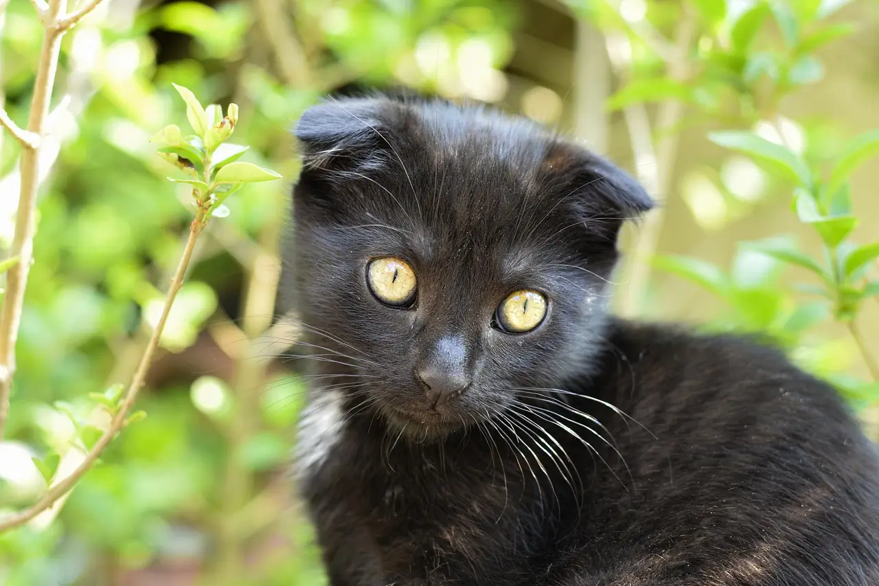 black scottish fold​